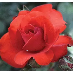 Rožė - Rosa SATCHMO ®