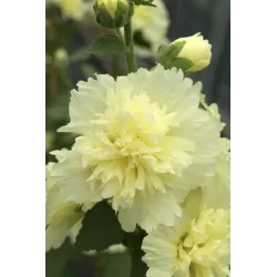 Piliarožė - Alcea rosea LEMON