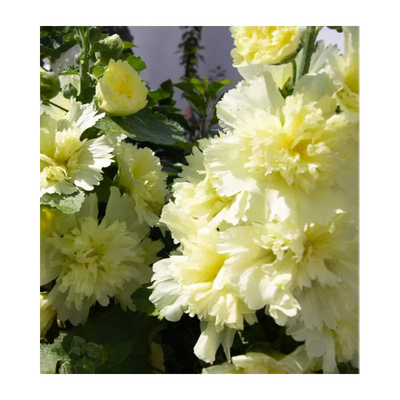 Piliarožė - Alcea rosea LEMON