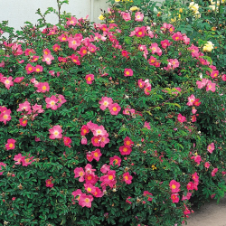 Rožė - Rosa MAX GRAF