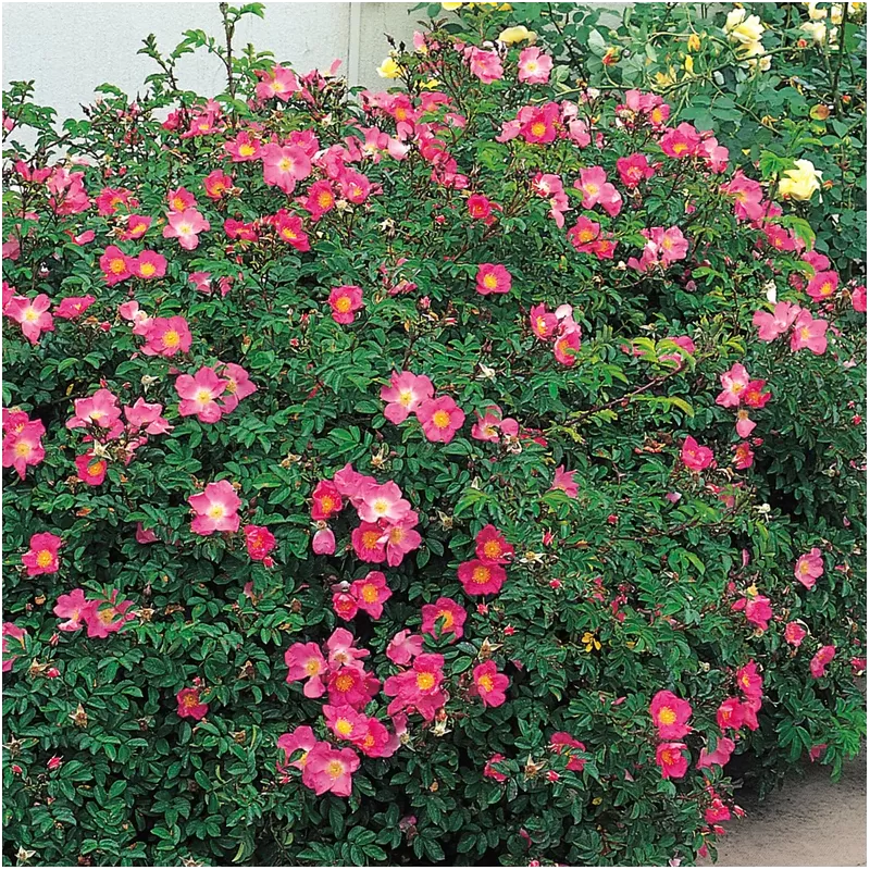 Rožių sodinukai internetu su pristatymu į namus