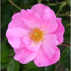 Rožių sodinukai internetu su pristatymu į namus