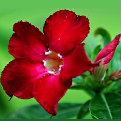 Tinūtras (dykumos rožė) - Adenium obesum RED