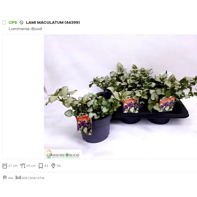 Dėmėtoji notrelė - Lamium maculatum P17