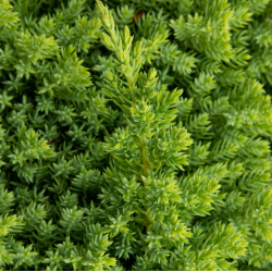 Gulsčiasis kadagys - Juniperus procumbens NANA