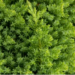 Žvynuotasis kadagys 'Blue Carpet' - Juniperus squamata