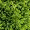 Žvynuotasis kadagys 'Blue Carpet' - Juniperus squamata