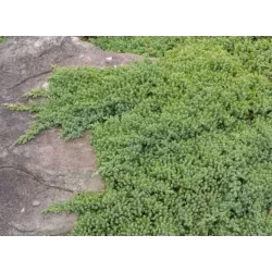 Žvynuotasis kadagys 'Blue Carpet' - Juniperus squamata