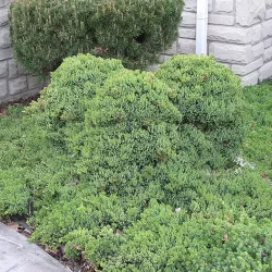 Gulsčiasis kadagys - Juniperus procumbens NANA