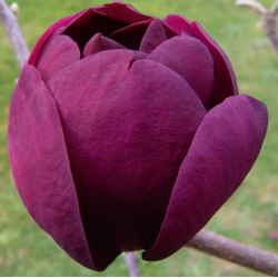 Magnolia BLACK TULIP