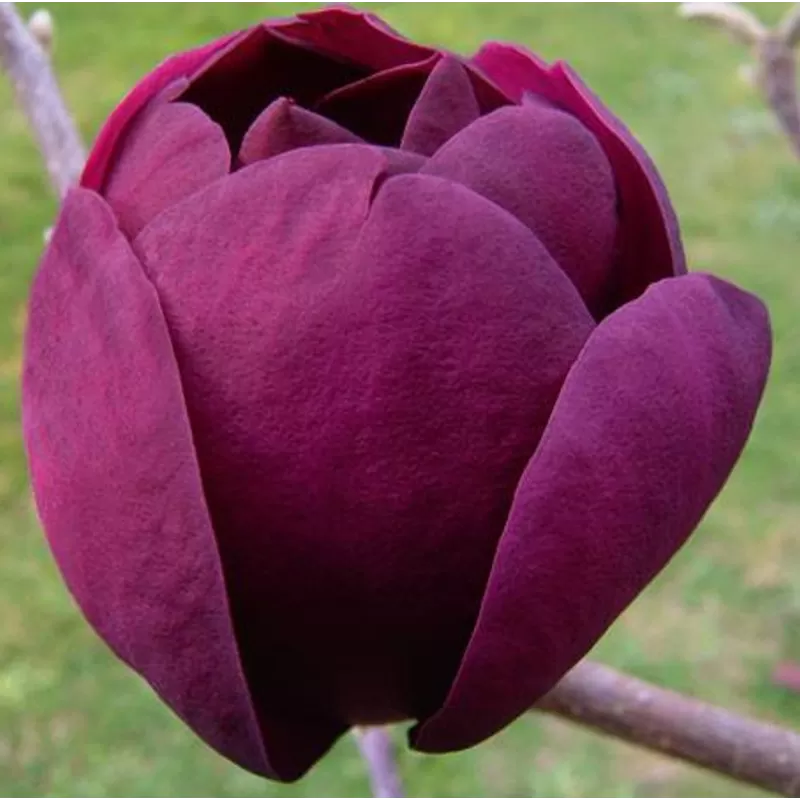 Magnolija - Magnolia BLACK TULIP Magnolija - Magnolia BLACK TULIP