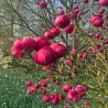 Magnolia BLACK TULIP