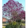 Magnolija - Magnolia BLACK TULIP