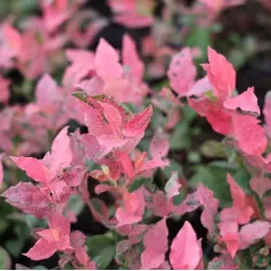 Aukštųjų šilauogių Northland sodinukai su pristatymu į namus