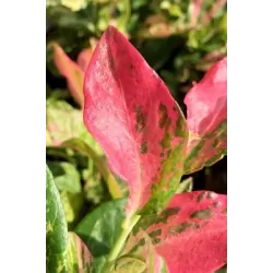 Aukštųjų šilauogių Northland sodinukai su pristatymu į namus