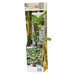 Brugmansija - Brugmansia VERSICOLOR