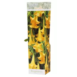 Brugmansija - Brugmansia VERSICOLOR