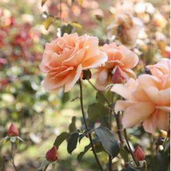 Rožė - Rosa JUST JOEY (Pantone 2024 Peach fuzz spalva)