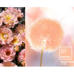Rožė - Rosa PEACH DRIFT (Pantone 2024 Peach fuzz spalva)