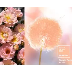 Rožė - Rosa PEACH DRIFT