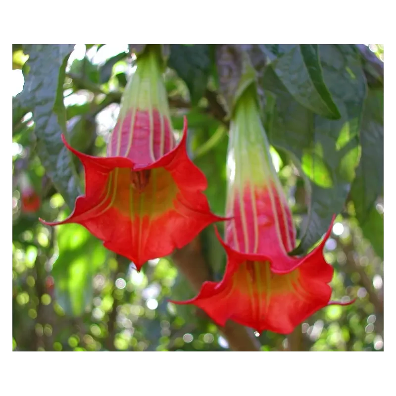Brugmansia sanguinea P24