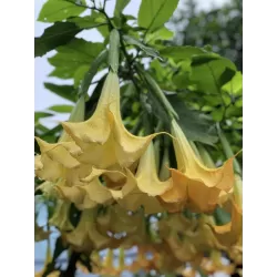 Brugmansia versicolor P9