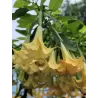 Brugmansija - Brugmansia VERSICOLOR
