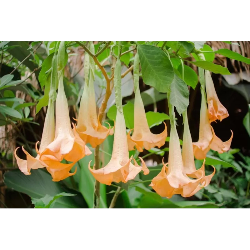 Brugmansija - Brugmansia VERSICOLOR