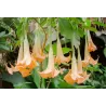 Brugmansia versicolor P9