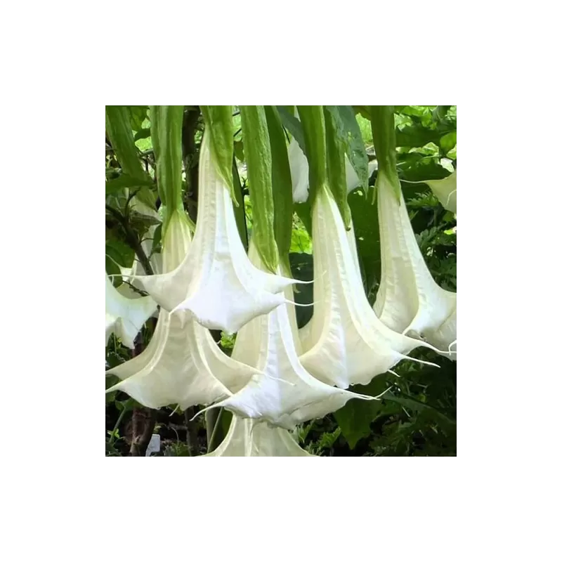 Brugmansia arborea