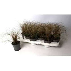 Carex BRONCO