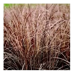 Viksva - Carex BRONCO