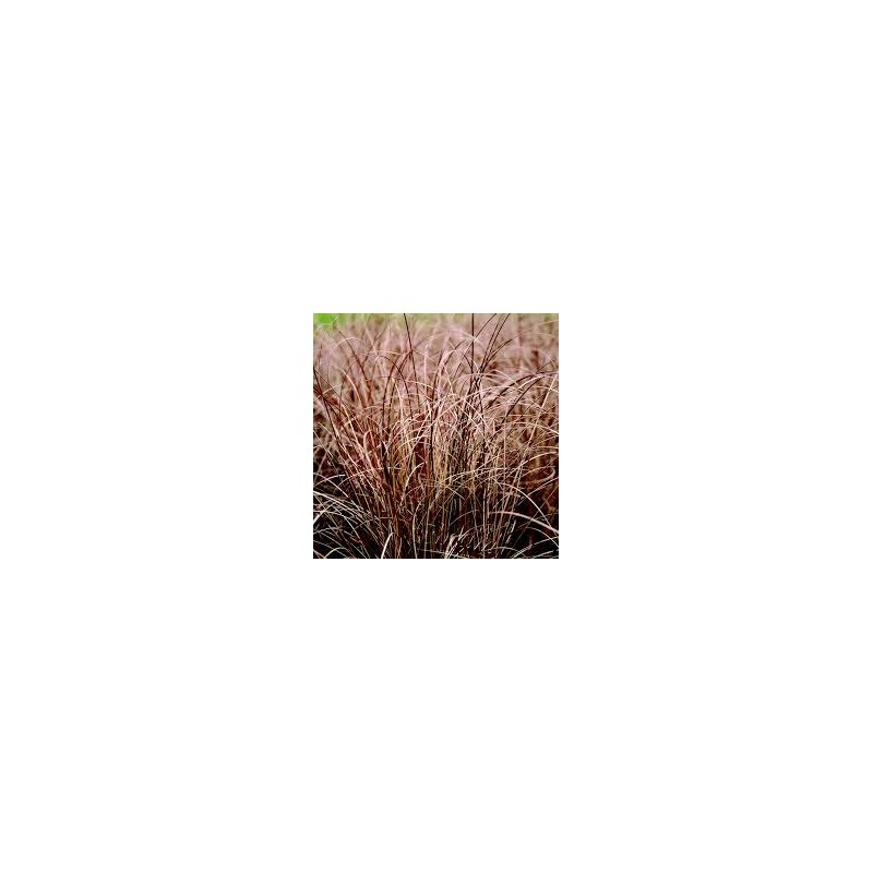 Carex BRONCO