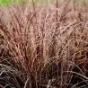 Viksva - Carex BRONCO