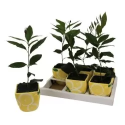 Citrinmedis - Citrus limon CITROEN
