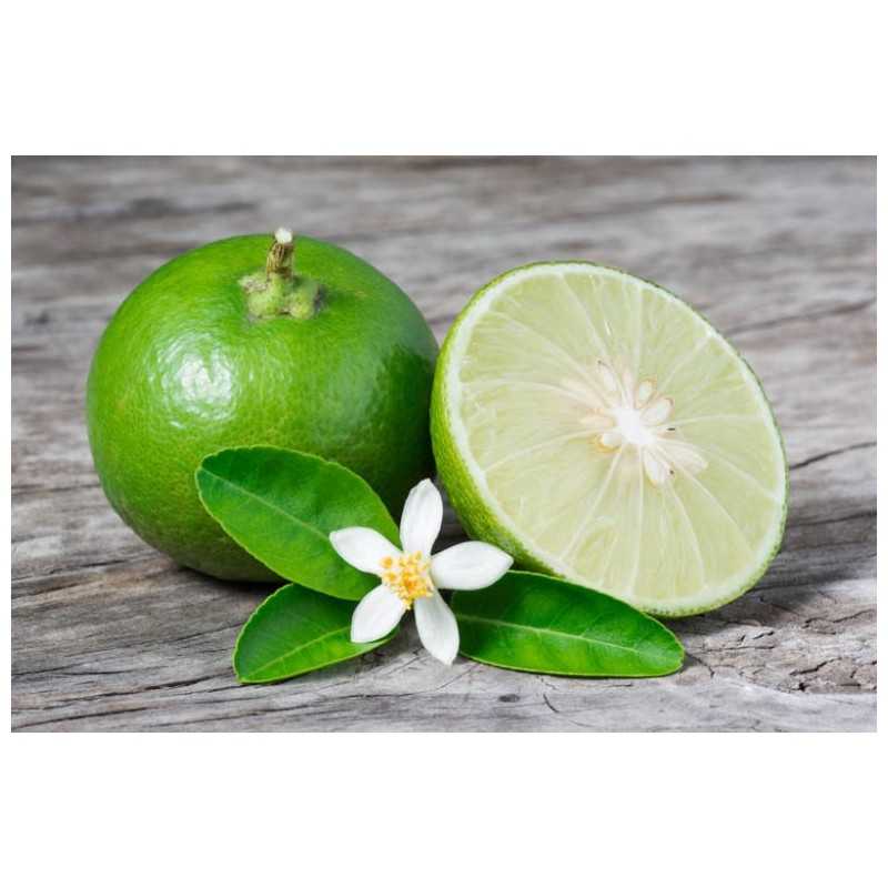 Citrusas (meksikietiškasis laimas) - Citrus aurantofoloa LIMOEN (Mexican Lime)