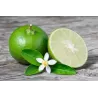 Citrus MEXICAN LIME