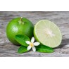 Citrusas (meksikietiškasis laimas) - Citrus aurantofoloa LIMOEN (Mexican Lime)
