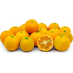 Citrus CALAMONDIN
