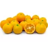 Citrus CALAMONDIN