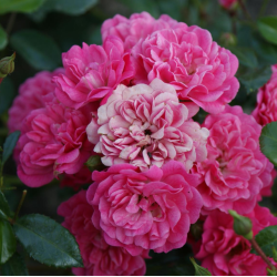Rožė - Rosa LOVELY FAIRY