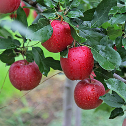 Naminė obelis (rudeninė) - Malus domestica GALA SCHNIGA