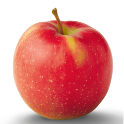 Apple Tree - Malus domestica JONAGOLD