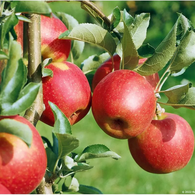 Naminė obelis - Malus domestica RUBINSTAR