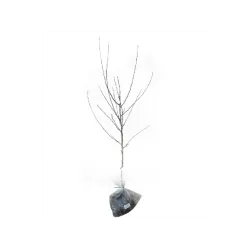 Malus domestica SPARTAN