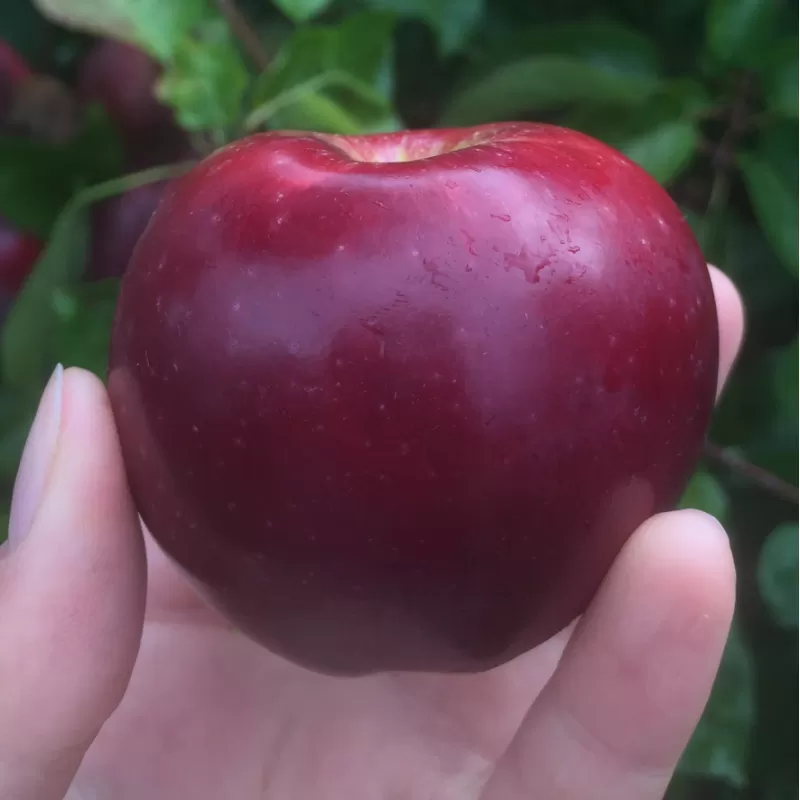 Malus domestica SPARTAN