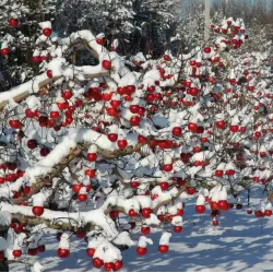 Malus domestica SPARTAN