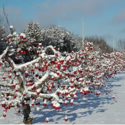 Malus domestica SPARTAN