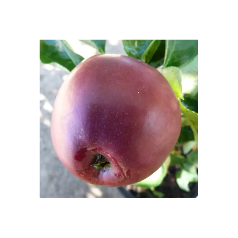 Obelų sodinukai internetu su pristatymu į namus