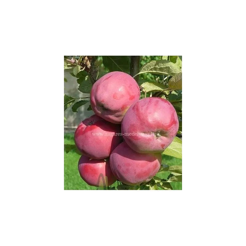 Columnar Apple Tree - Malus domestica DEJAVU